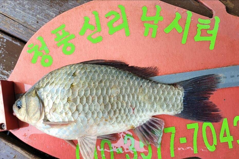 청풍신리낚시터 조황정보입니다 (조황조행기 - 충주호조황속보)