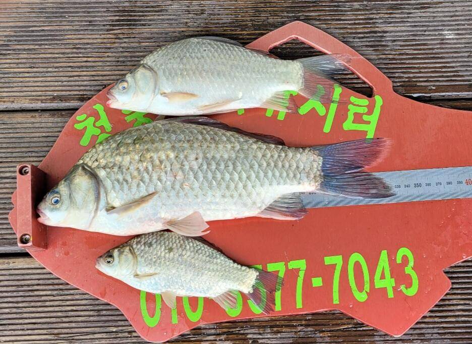 청풍신리낚시터 허리급입니다 (조황조행기 - 충주호조황속보)