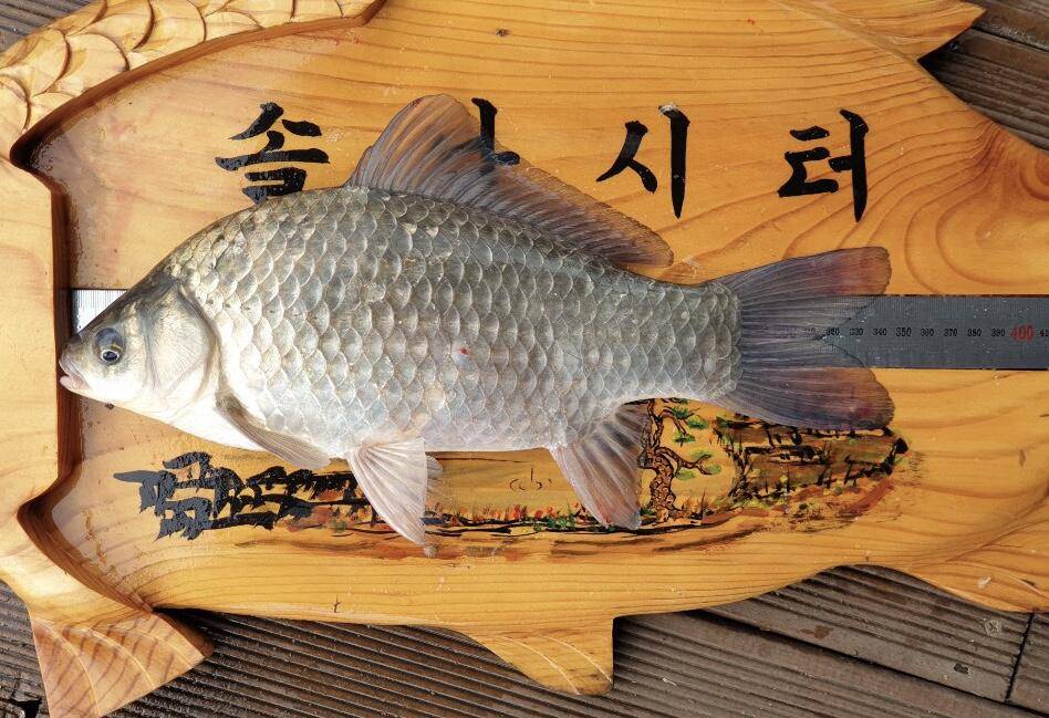 솔낚시터 주말 허리급 조황소식입니다 (조황조행기 - 충주호조황속보)