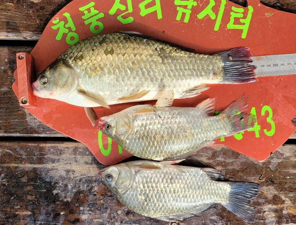 청풍신리낚시터 허리급입니다 (조황조행기 - 충주호조황속보)