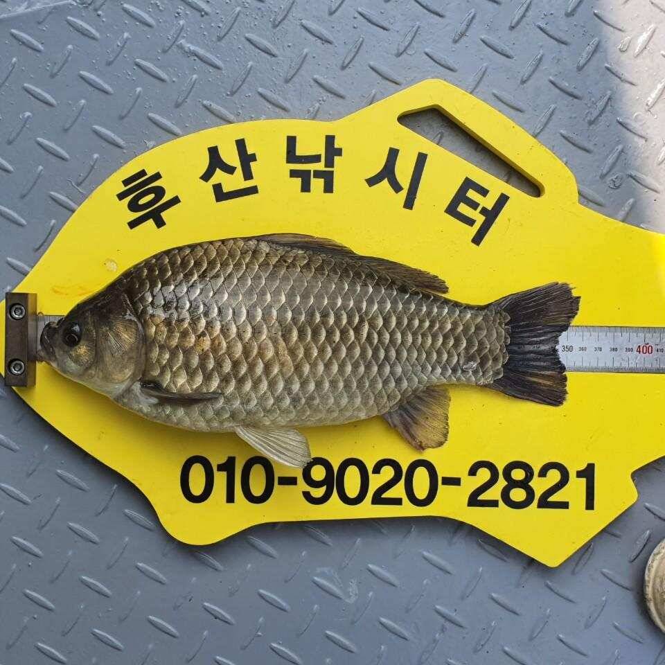 후산낚시터 조황 및 안내 입니다 (조황조행기 - 충주호조황속보)