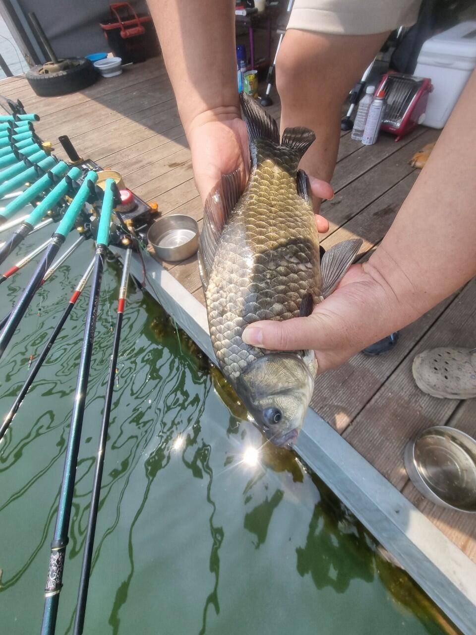 솔낚시터 사짜 월척 준척 허릿급 … 골고루조황소식요 (조황조행기 - 충주호조황속보)