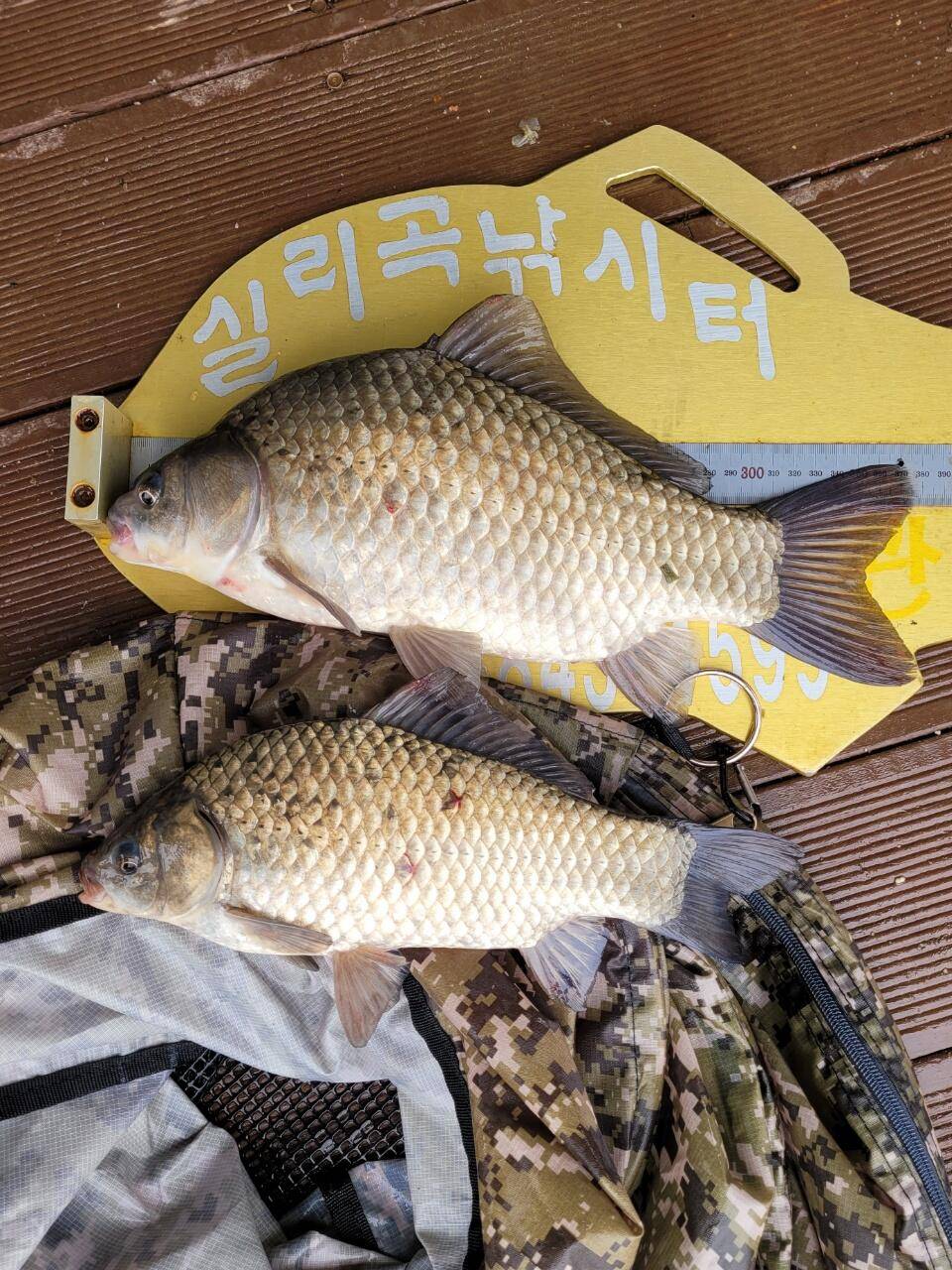 실리곡낚시터 허리급 조황입니다 (조황조행기 - 충주호조황속보)