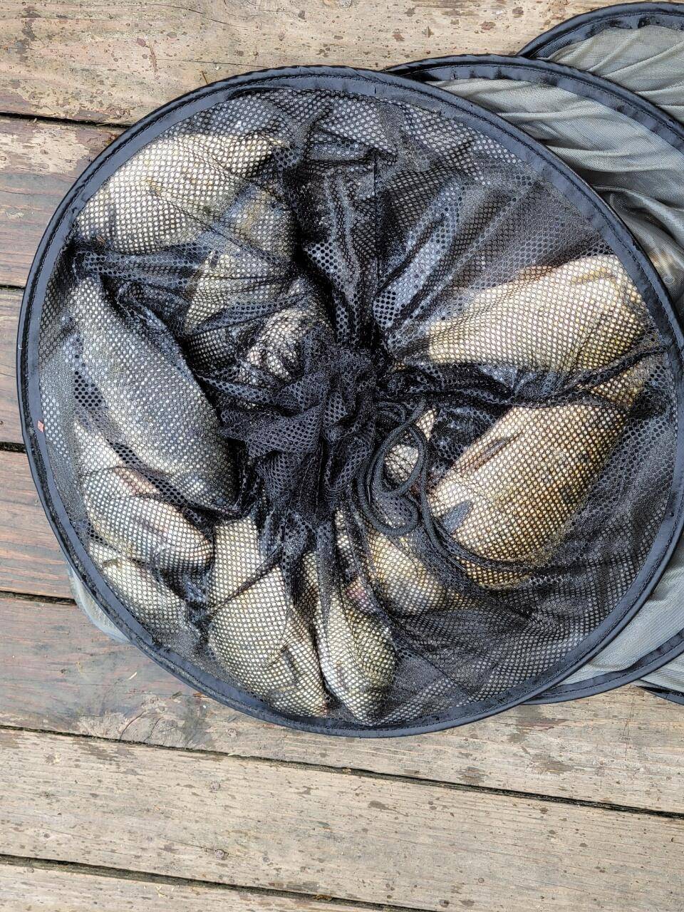 실리곡낚시터 43cm 대물 조황입니다 (조황조행기 - 충주호조황속보)