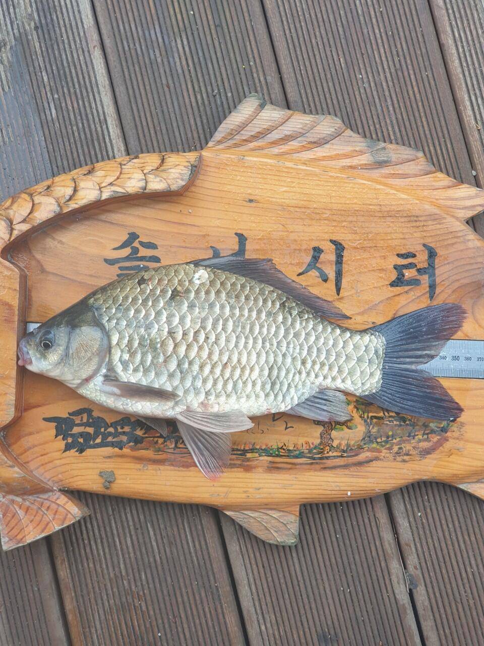 솔낚시터 조황소식 입니다 (조황조행기 - 충주호조황속보)