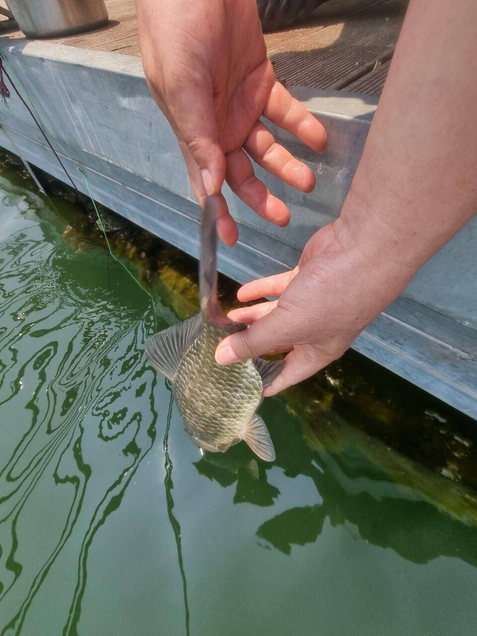 솔낚시터 사짜 월척 준척 허릿급 … 골고루조황소식요 (조황조행기 - 충주호조황속보)