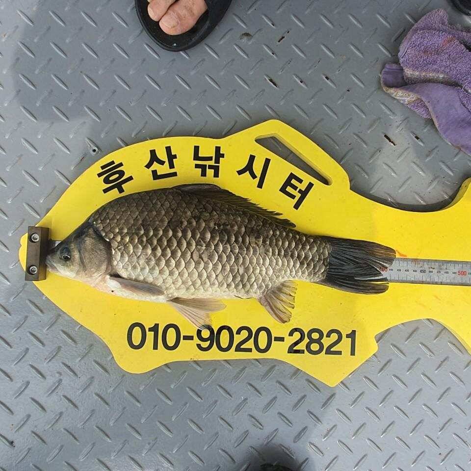 후산낚시터 조황 및 안내 입니다 (조황조행기 - 충주호조황속보)