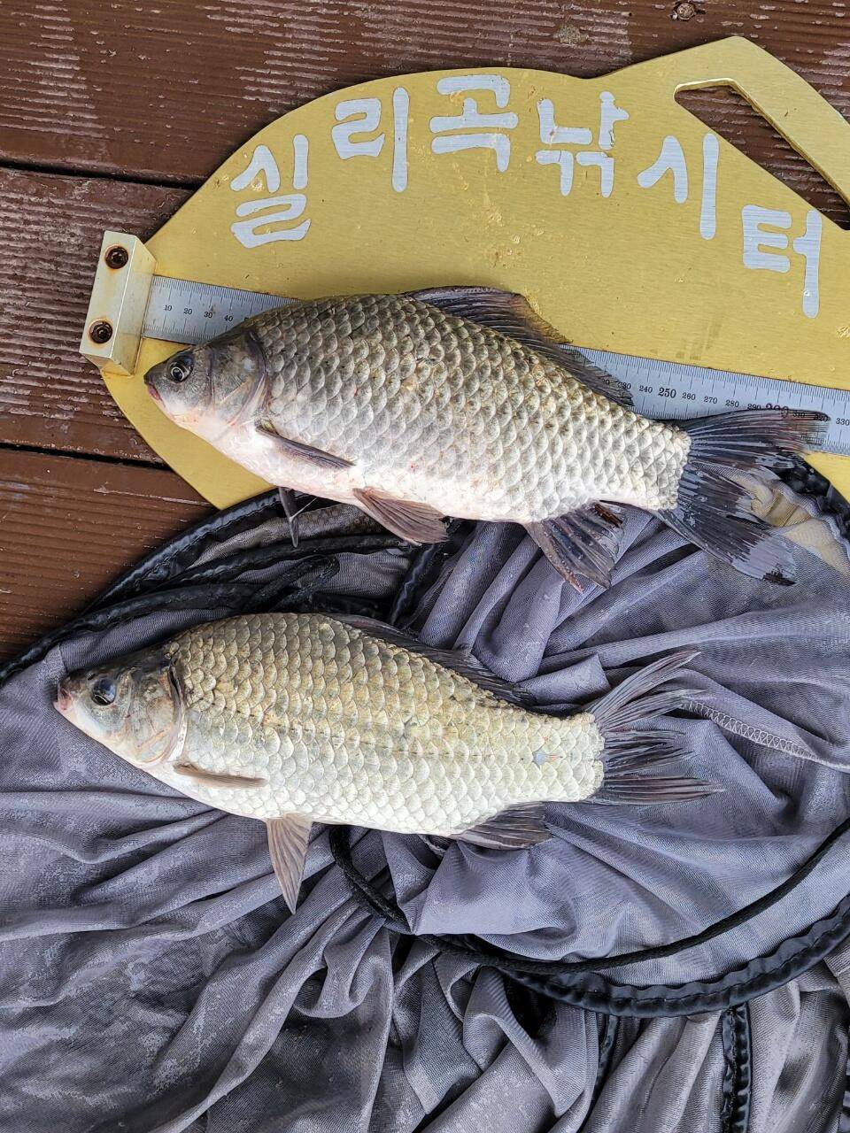 실리곡낚시터 허리급 조황입니다 (조황조행기 - 충주호조황속보)