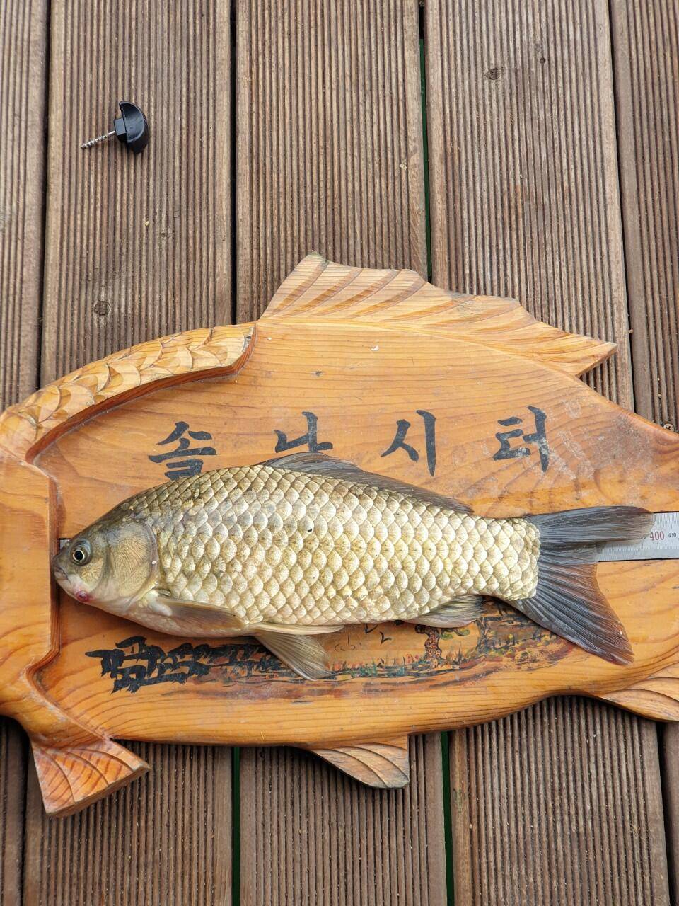 솔낚시터 조황소식 입니다 (조황조행기 - 충주호조황속보)
