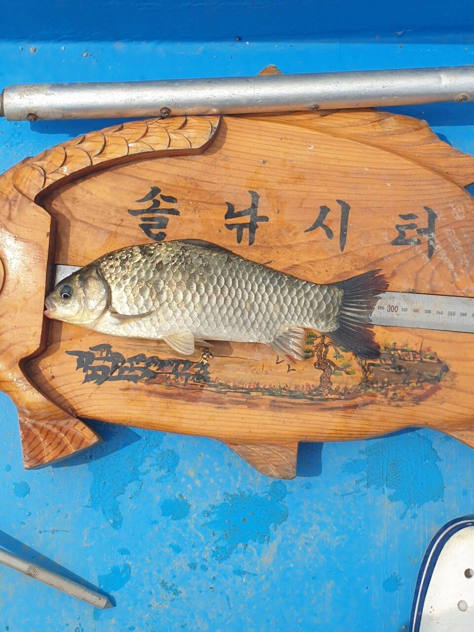 솔낚시터 조황소식 입니다 (조황조행기 - 충주호조황속보)