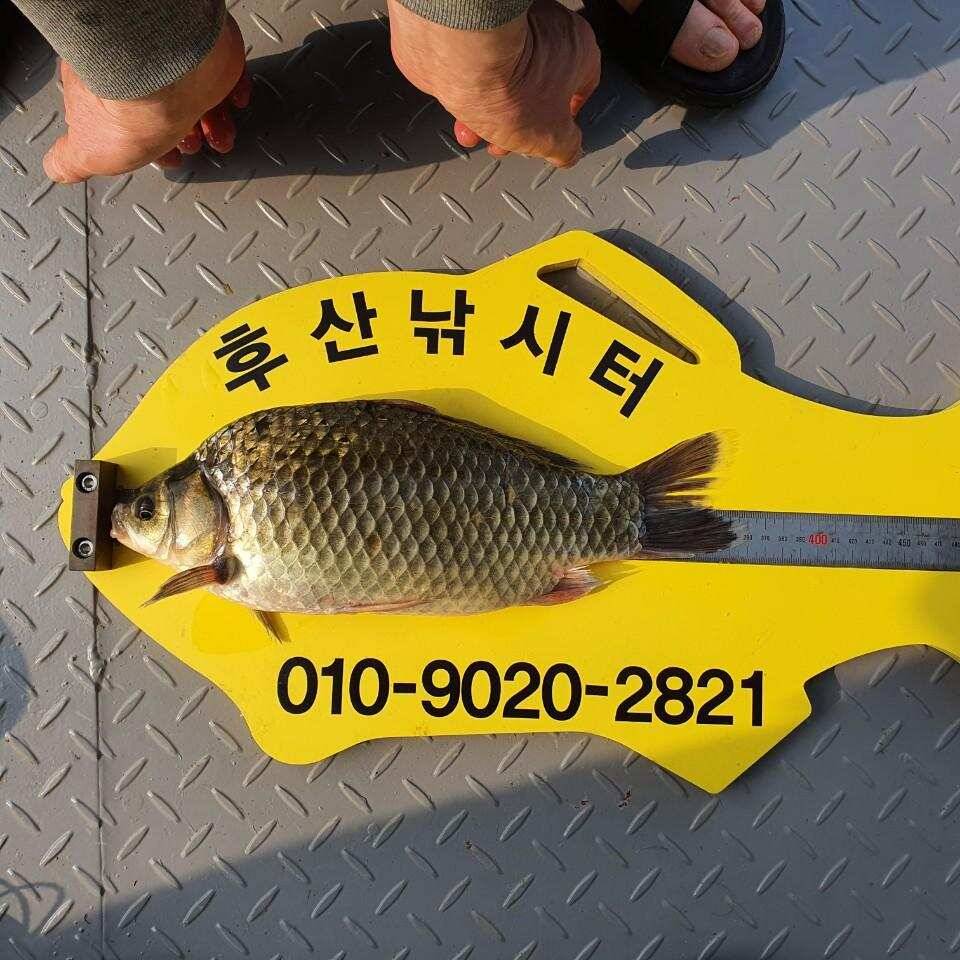 후산낚시터 조황 및 안내 입니다 (조황조행기 - 충주호조황속보)