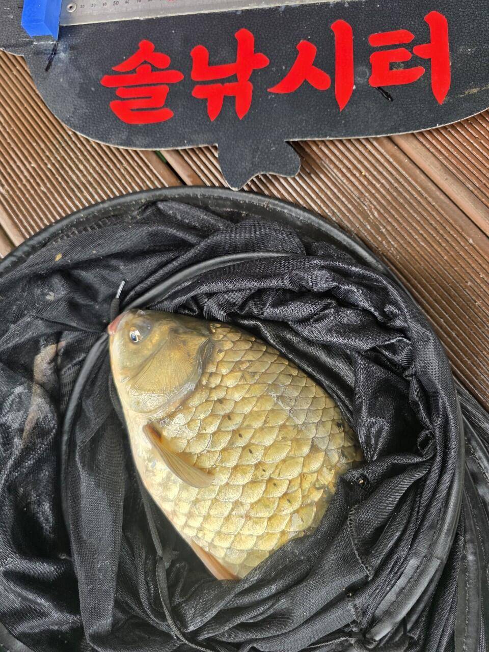솔낚시터 오름수위 사짜 조황소식입니다 (조황조행기 - 충주호조황속보)