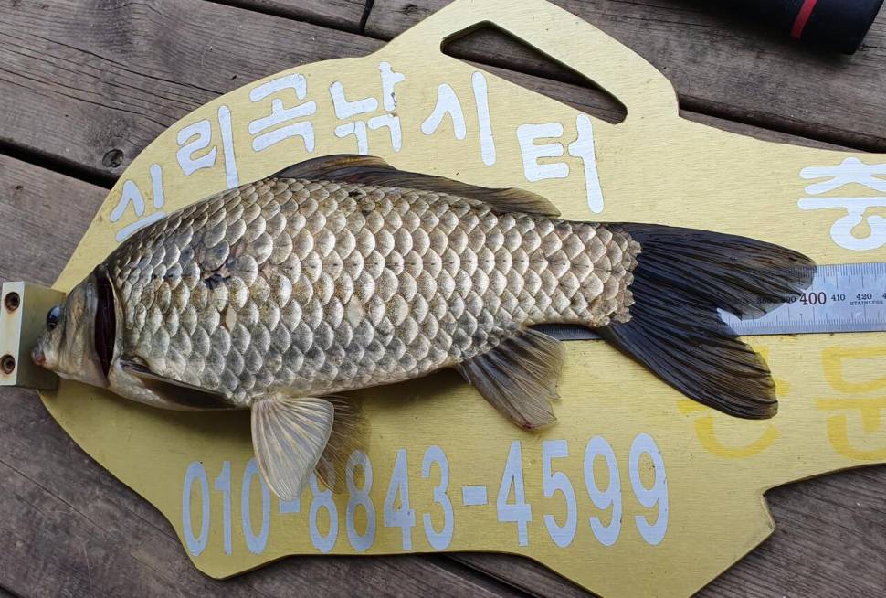 실리곡낚시터 4짜허리급 조황입니다 (조황조행기 - 충주호조황속보)