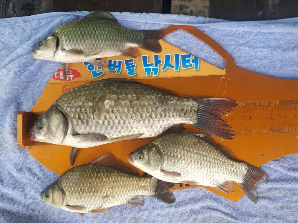 한버들 조황입니다 (조황조행기 - 충주호조황속보)