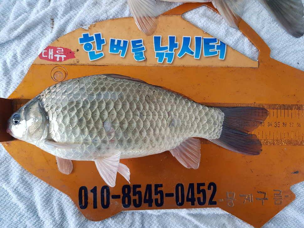 한버들 조황입니다 (조황조행기 - 충주호조황속보)