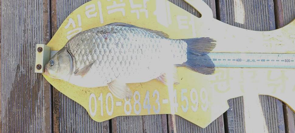 청풍실리곡낚시터 허리급 조황입니다 (조황조행기 - 충주호조황속보)