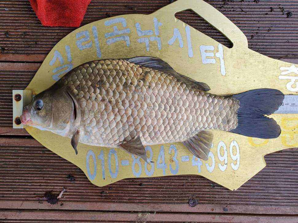 실리곡낚시터 43cm외 조황입니다 (조황조행기 - 충주호조황속보)