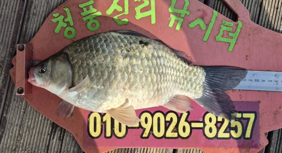 청풍신리낚시터 주말조황입니다 (조황조행기 - 충주호조황속보)