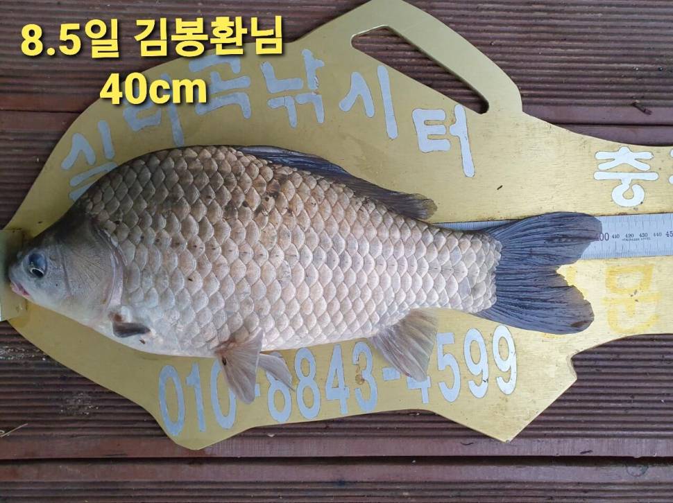 실리곡낚시터 44cm 대물 조황입니다 (조황조행기 - 충주호조황속보)