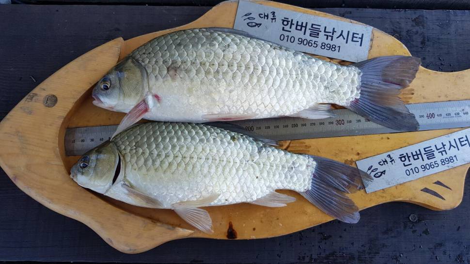 한버들 4짜 포함 허릿급 조황입니다 (조황조행기 - 충주호조황속보)