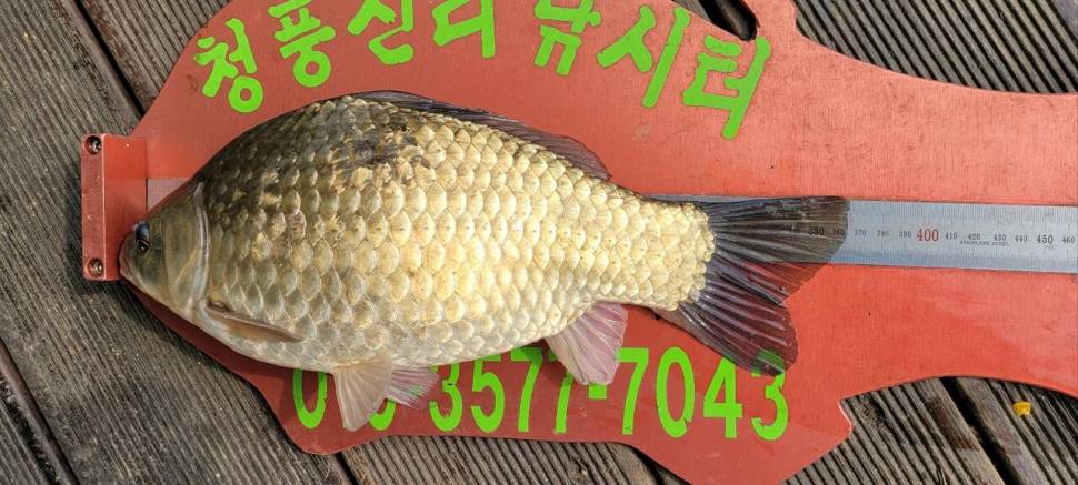 청풍신리낚시터 허리급입니다 (조황조행기 - 충주호조황속보)