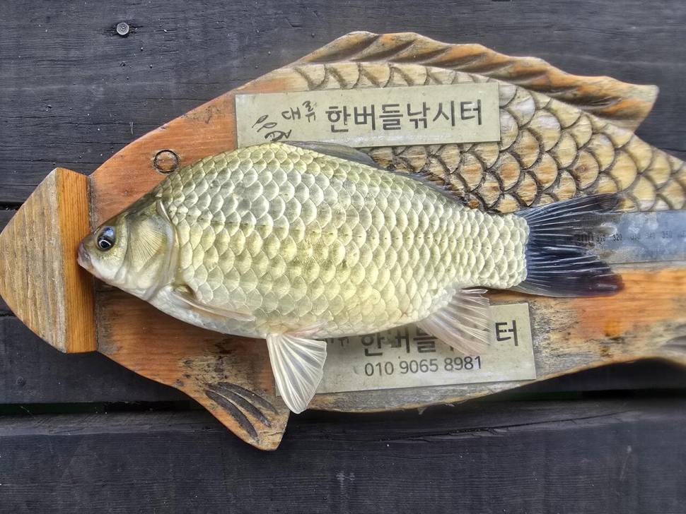 청풍 한버들 조황입니다 (조황조행기 - 충주호조황속보)