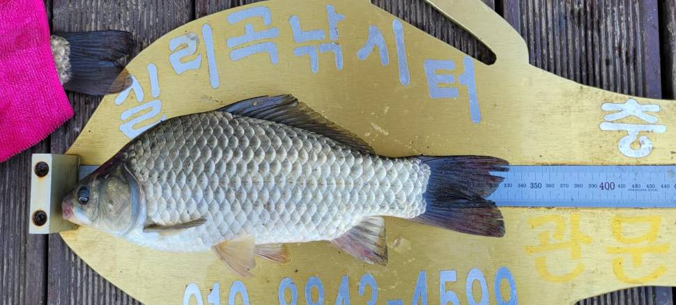 실리곡낚시터 4짜 조황입니다 (조황조행기 - 충주호조황속보)