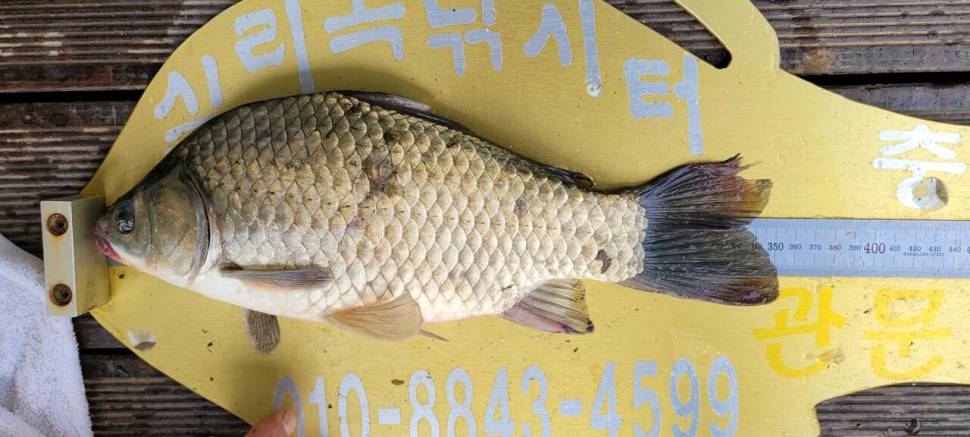 청풍 실리곡낚시터 4짜외 허리급마릿수입니다 (조황조행기 - 충주호조황속보)