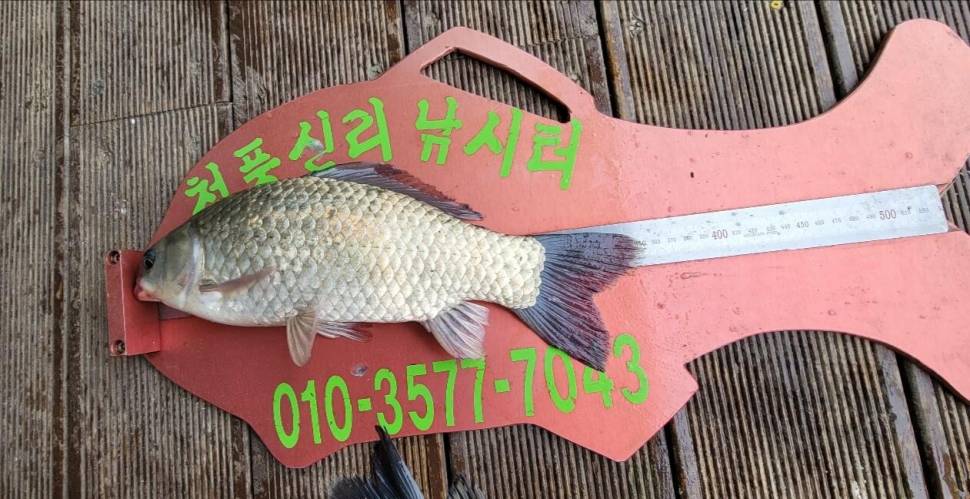 청풍신리낚시터 허리급 조황입니다 (조황조행기 - 충주호조황속보)