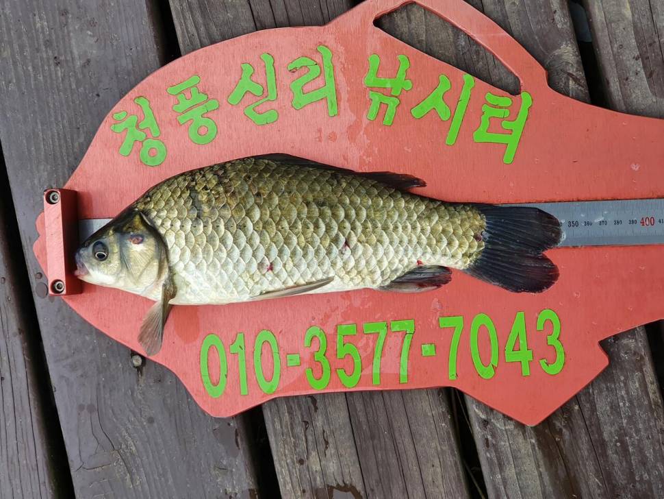 청풍신리낚시터 허리급 조황정보입니다 (조황조행기 - 충주호조황속보)