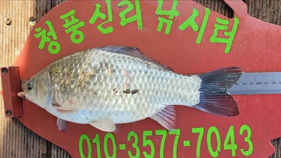 청풍신리낚시터 허리급외 월척마릿수 조황입니다 (조황조행기 - 충주호조황속보)