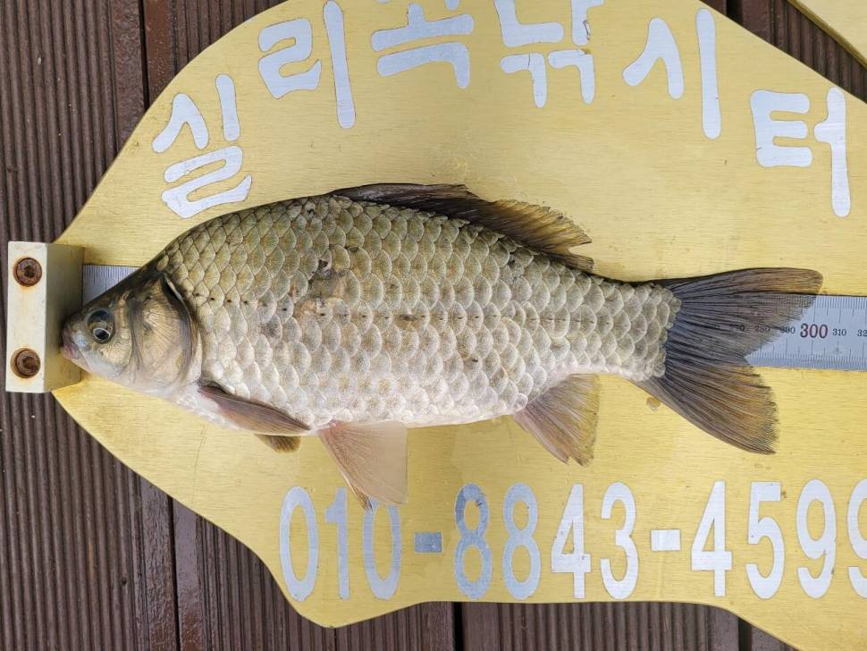 실리곡낚시터 허리급 조황입니다 (조황조행기 - 충주호조황속보)