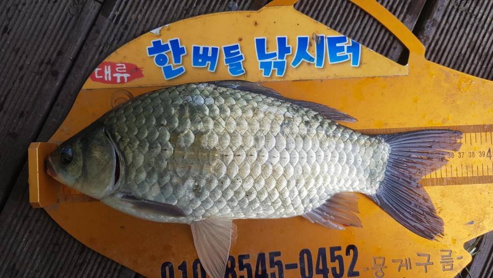 청풍 한버들 낚시터 4짜포함 허릿급 조황입니다 (조황조행기 - 충주호조황속보)