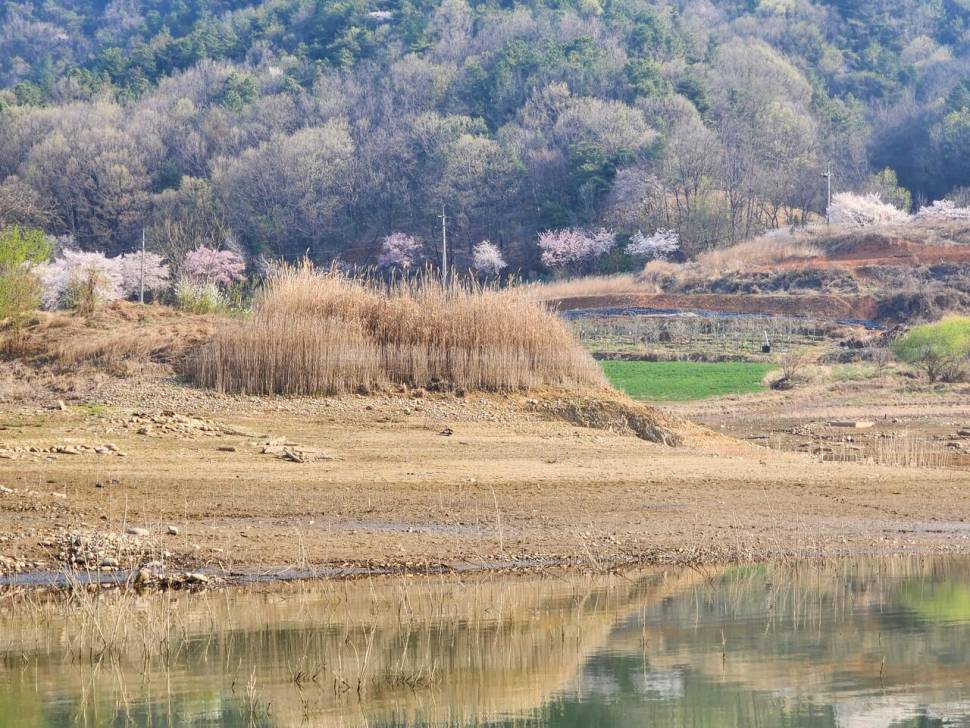 청풍 한버들 허릿급 조황입니다 (조황조행기 - 충주호조황속보)
