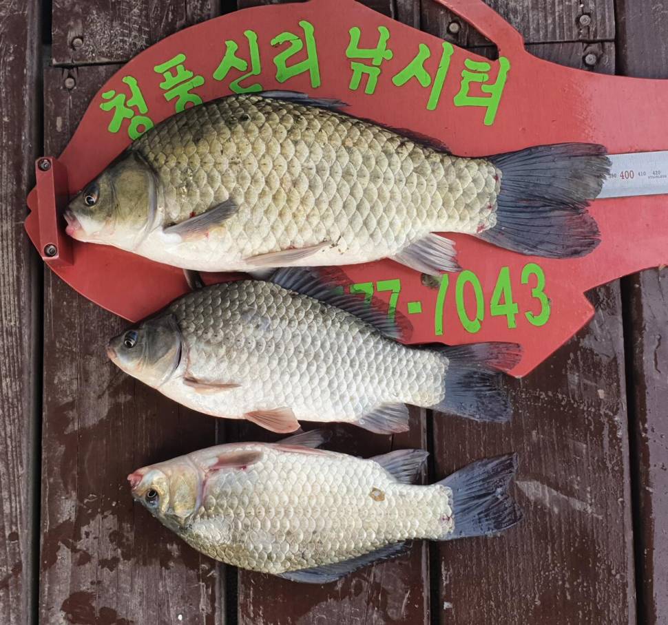 청풍신리낚시터 허리급 조황정보입니다 (조황조행기 - 충주호조황속보)