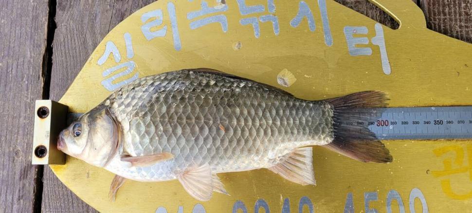 실리곡낚시터 허리급 조황입니다 (조황조행기 - 충주호조황속보)