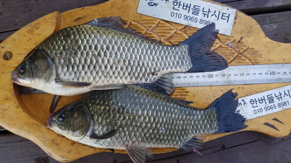 청풍 한버들 낚시터 4짜포함 허릿급 조황입니다 (조황조행기 - 충주호조황속보)