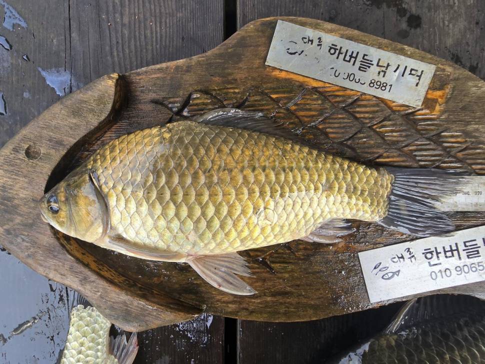 청풍 한버들 조황입니다 (조황조행기 - 충주호조황속보)