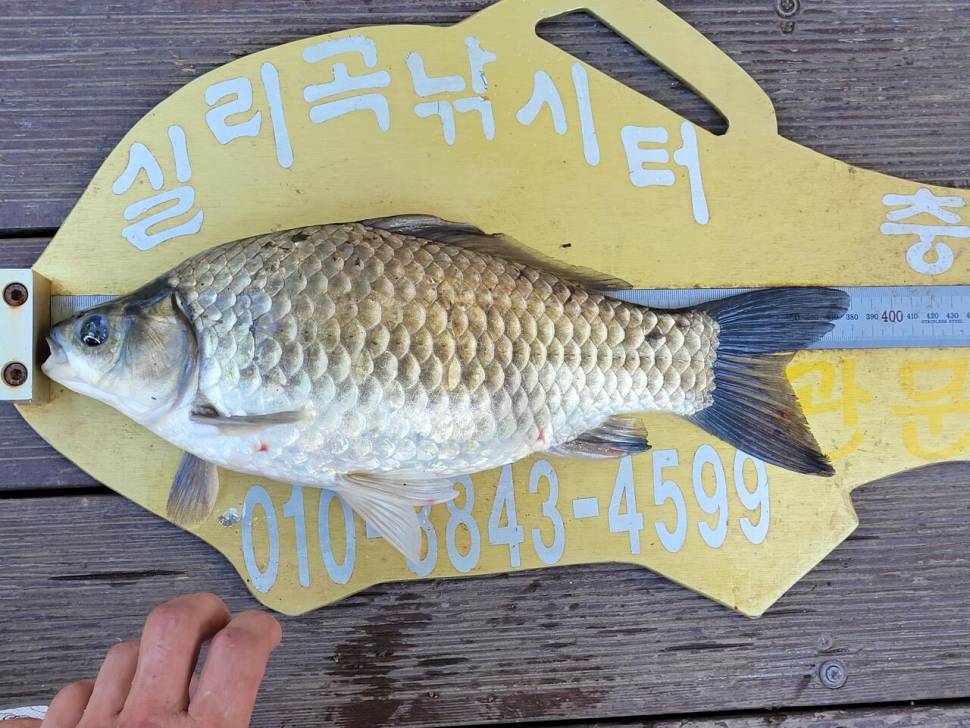 실리곡낚시터 42cm외 4짜3수 조황입니다 (조황조행기 - 충주호조황속보)