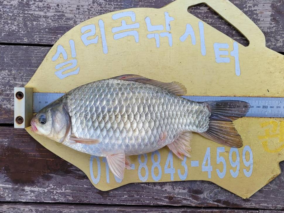실리곡낚시터 42cm외 4짜3수 조황입니다 (조황조행기 - 충주호조황속보)