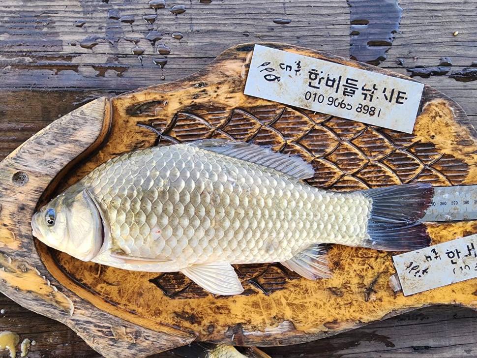 청풍 한버들 허릿급 조황입니다 (조황조행기 - 충주호조황속보)