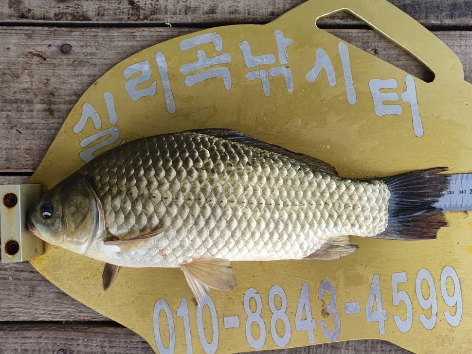 실리곡낚시터 허리급 조황입니다 (조황조행기 - 충주호조황속보)