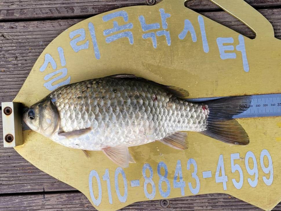 실리곡낚시터 허리급 조황입니다 (조황조행기 - 충주호조황속보)