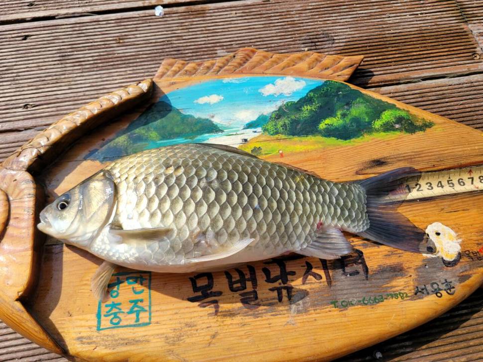 목벌조황정보 (조황조행기 - 충주호조황속보)