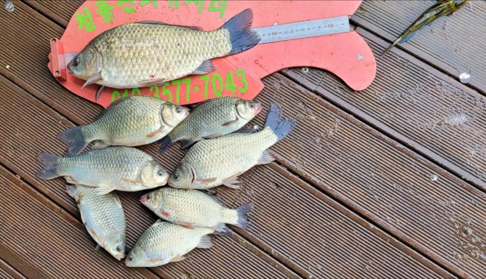 청풍신리낚시터 44cm4짜외 허리급입니다 (조황조행기 - 충주호조황속보)