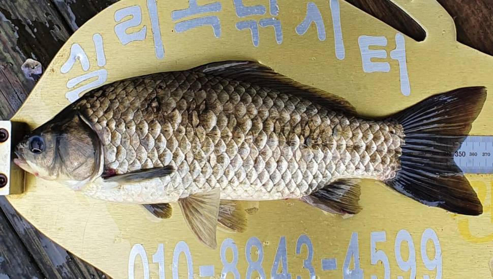 실리곡낚시터 4짜외 허리급 조황입니다 (조황조행기 - 충주호조황속보)