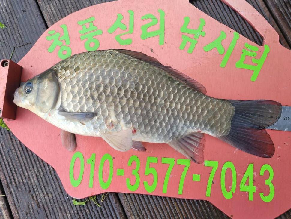 청풍신리낚시터 허리급조황입니다 (조황조행기 - 충주호조황속보)