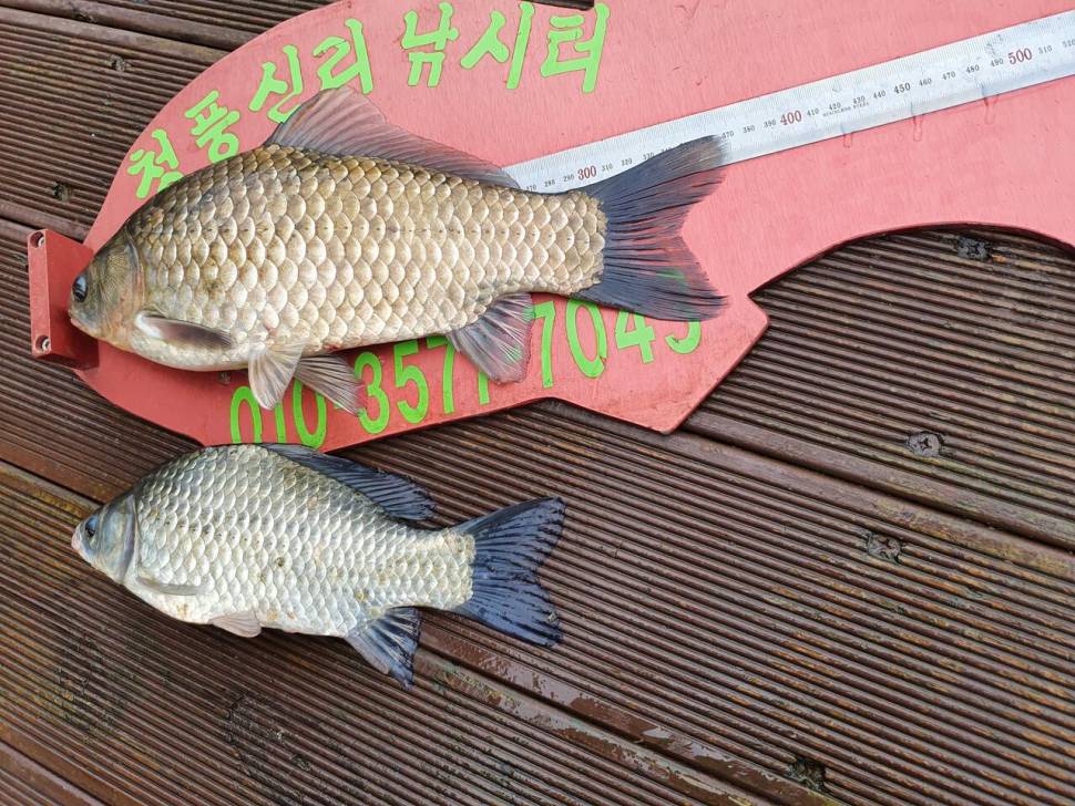 청풍신리낚시터 조황입니다 (조황조행기 - 충주호조황속보)