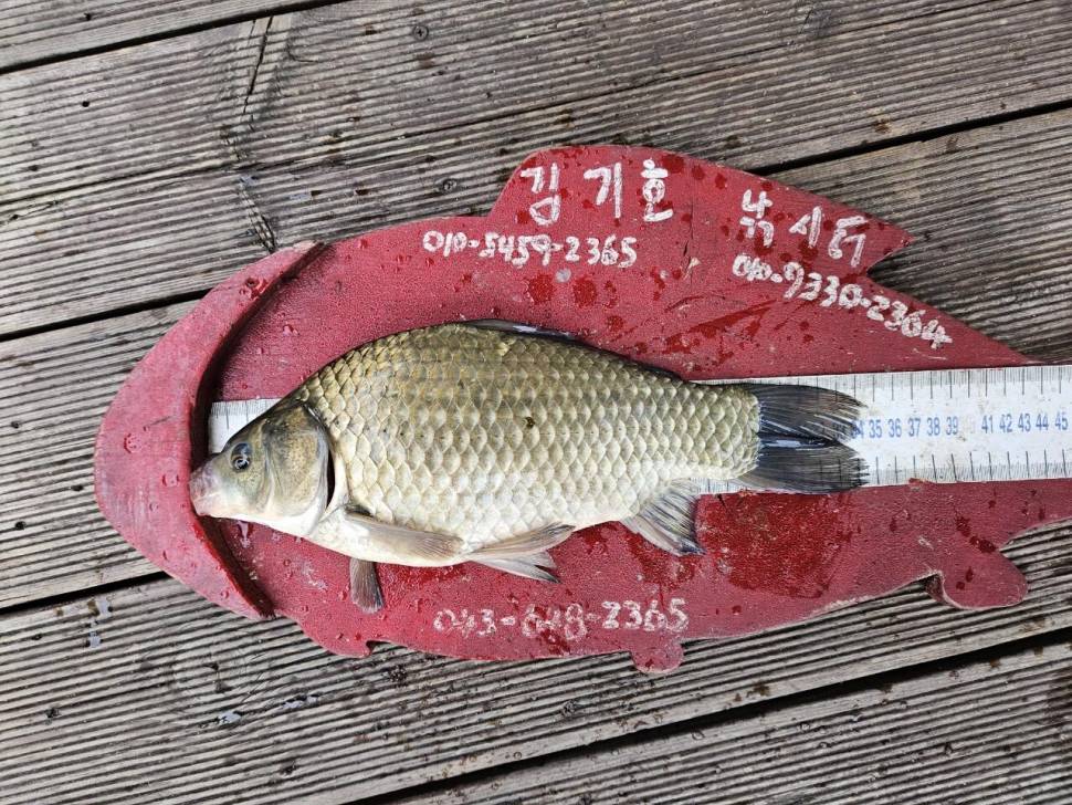용곡 김기호 낚시터 조황정보 입니다 (조황조행기 - 충주호조황속보)