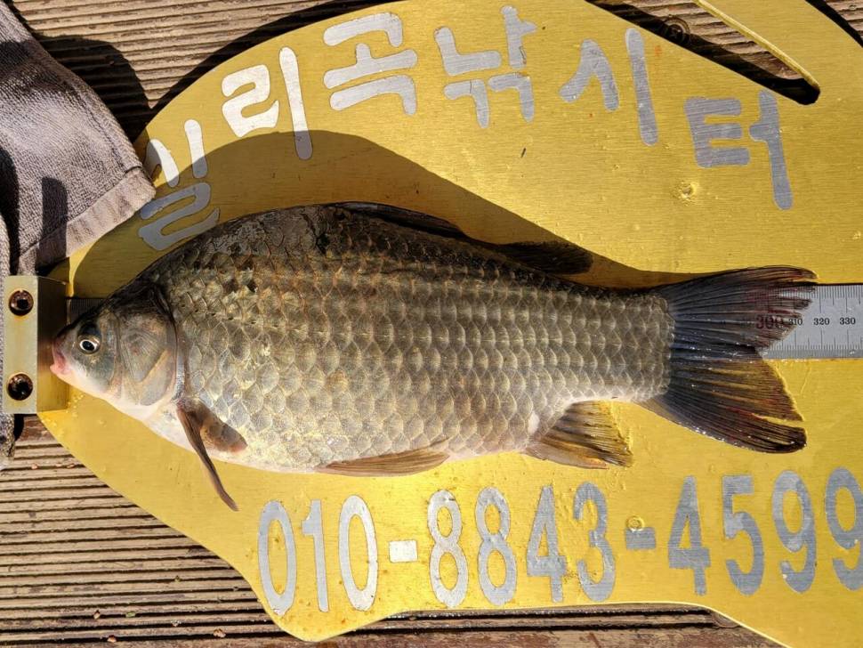 실리곡낚시터 허리급 조황입니다 (조황조행기 - 충주호조황속보)